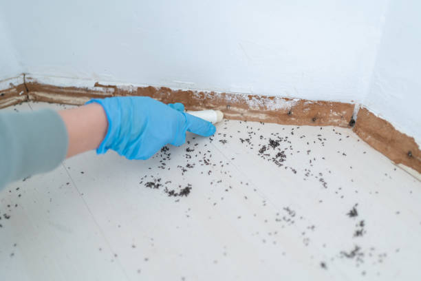Pest Prevention Services in West Columbia, SC